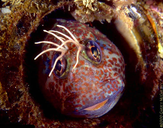 Hypsoblennius gilberti